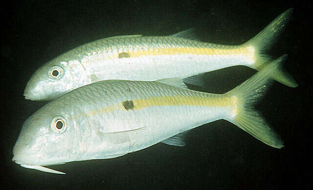 Image of Yellowstripe goatfish