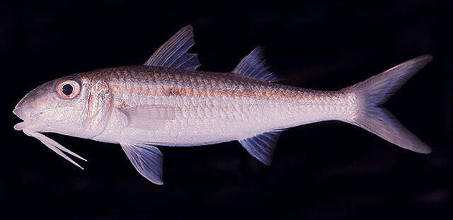 Image of Yellowstripe goatfish