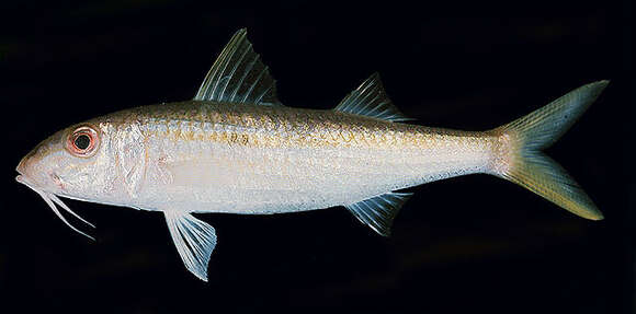 Image of Yellowstripe goatfish