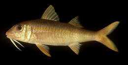 Image of Yellowfin goatfish