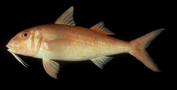 Image of Orange goatfish