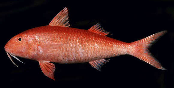 Image of Orange goatfish