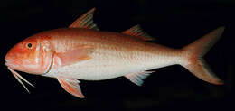 Image of Orange goatfish