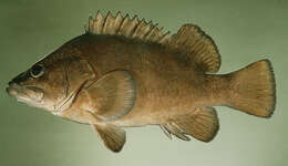 Image of Rapanui seabass