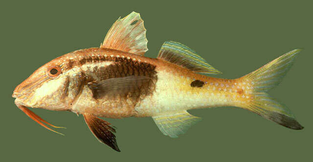 Image of Bicolor goatfish