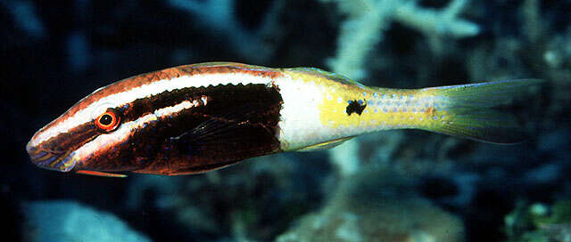 Image of Bicolor goatfish