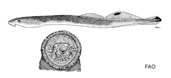 Image of Alaskan brook lamprey