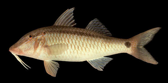 Image of dash-and-dot goatfish