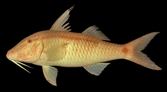 Image of dash-and-dot goatfish