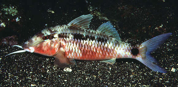 Image of dash-and-dot goatfish