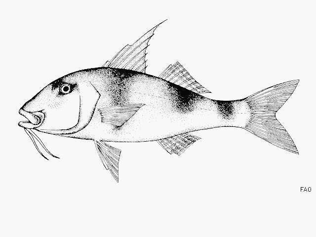 Image of Doublebar goatfish