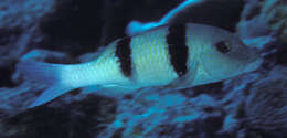 Image of Doublebar goatfish