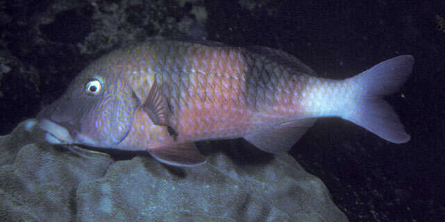 Image of Doublebar goatfish