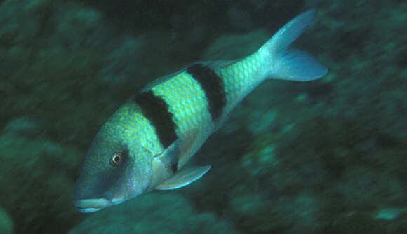 Image of Doublebar goatfish