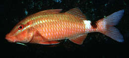 Image of Cardinal goatfish