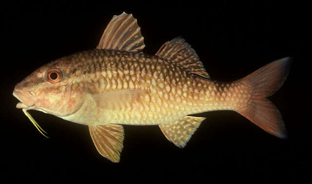 Image of Cardinal goatfish