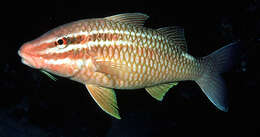 Image of Cardinal goatfish