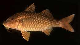 Image of Cardinal goatfish