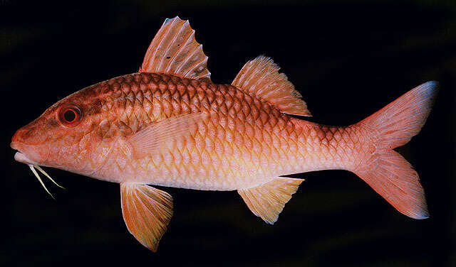 Image of Cardinal goatfish