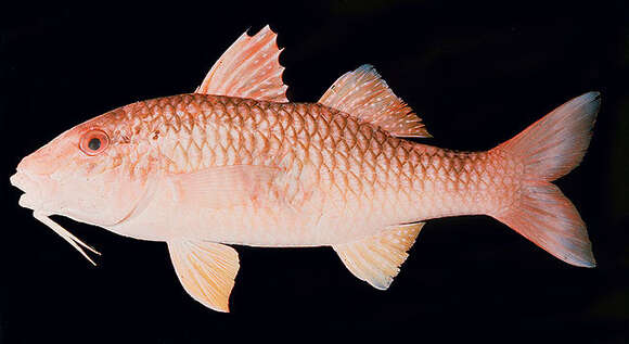 Image of Cardinal goatfish