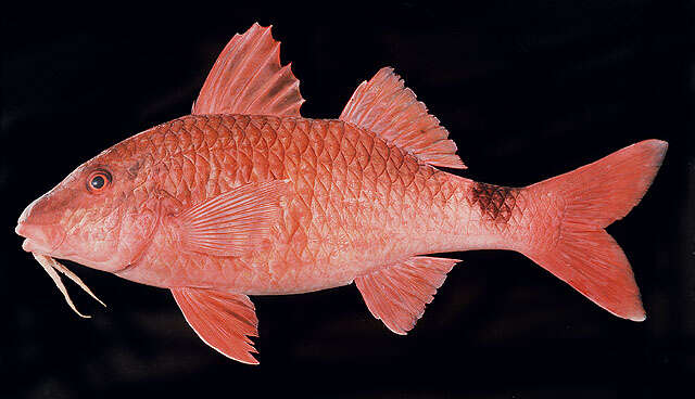 Image of Cardinal goatfish