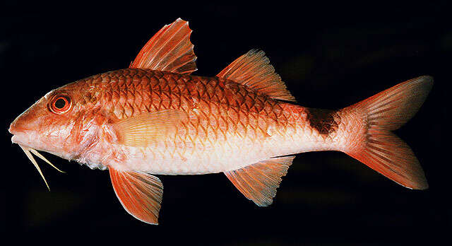 Image of Cardinal goatfish