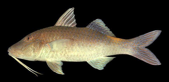 Image of Goldsaddle goatfish