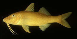 Image of Goldsaddle goatfish