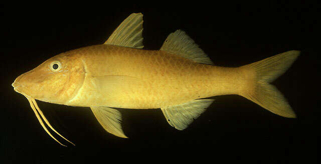 Image of Goldsaddle goatfish