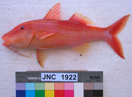 Image of Goldsaddle goatfish