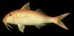 Image of Cinnabar goatfish