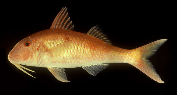 Image of Cinnabar goatfish