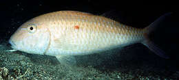 Image of Cinnabar goatfish