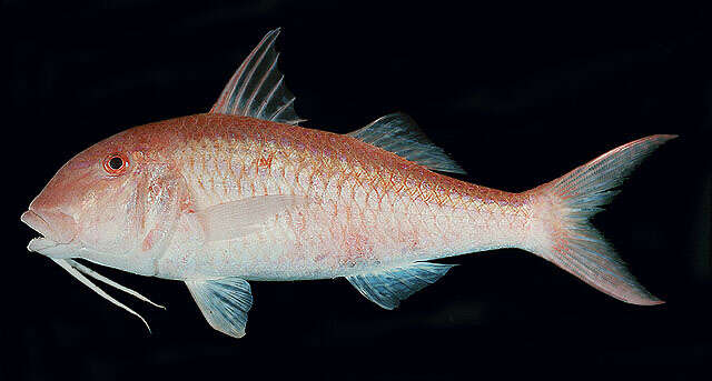 Image of Cinnabar goatfish