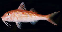 Image of Cinnabar goatfish