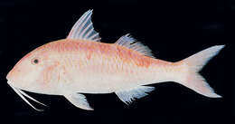 Image of Cinnabar goatfish