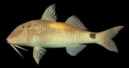 Image of Goatfish