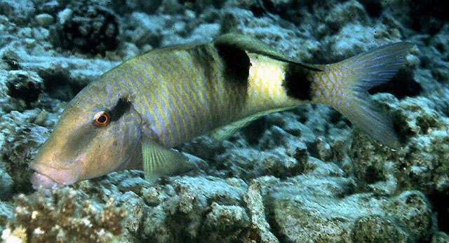 Image of Banded Goatfish