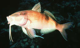 Image of Banded Goatfish