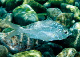 Image of Black-tipped Silver-biddy