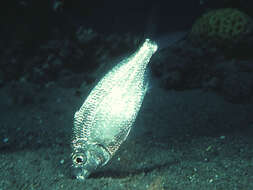 Image of Black-tipped Silver-biddy