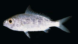 Image of Black-tipped Silver-biddy