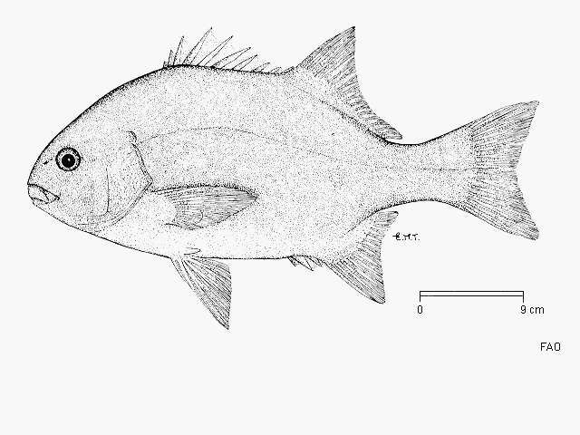 Image of galjoen fishes