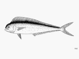 Image of dolphinfishes