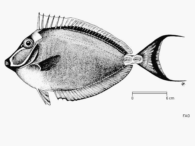 Image of Elegant Unicornfish