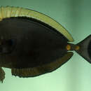 Image of Elegant Unicornfish