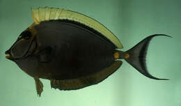 Image of Elegant Unicornfish