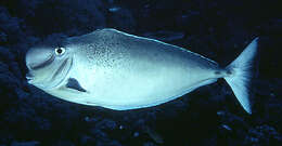 Image of Bulbnose Unicornfish