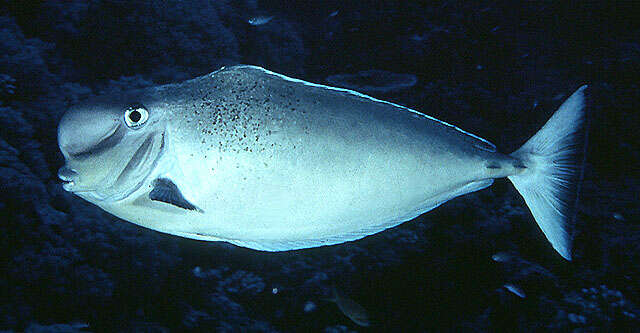 Image of Bulbnose Unicornfish