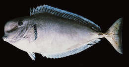 Image of Bulbnose Unicornfish